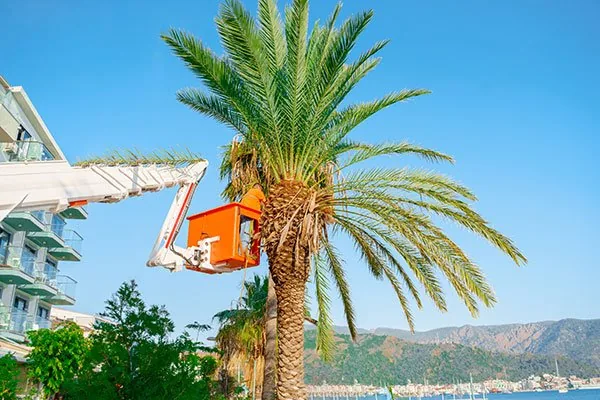 Palm Tree Lopping & Removal