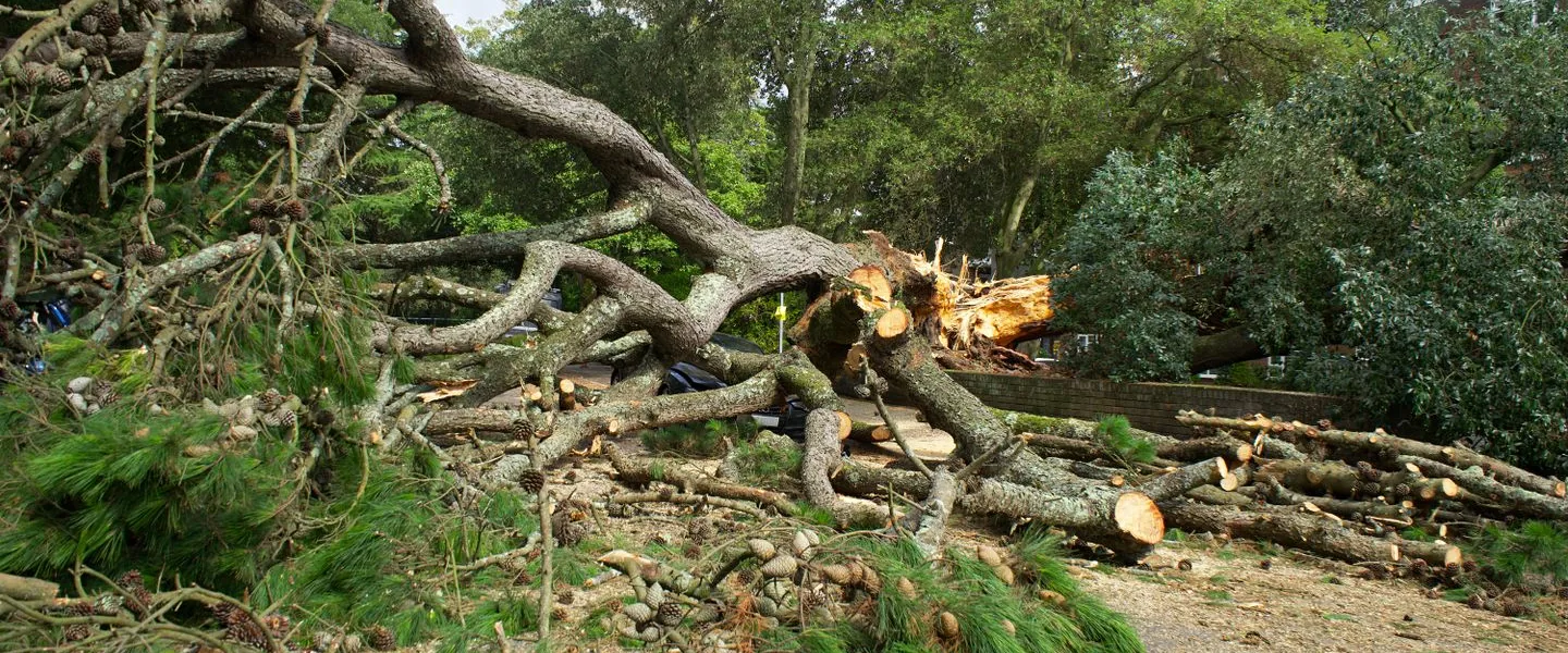 Large fallen tree with branches and logs scattered across a park pathway after a storm