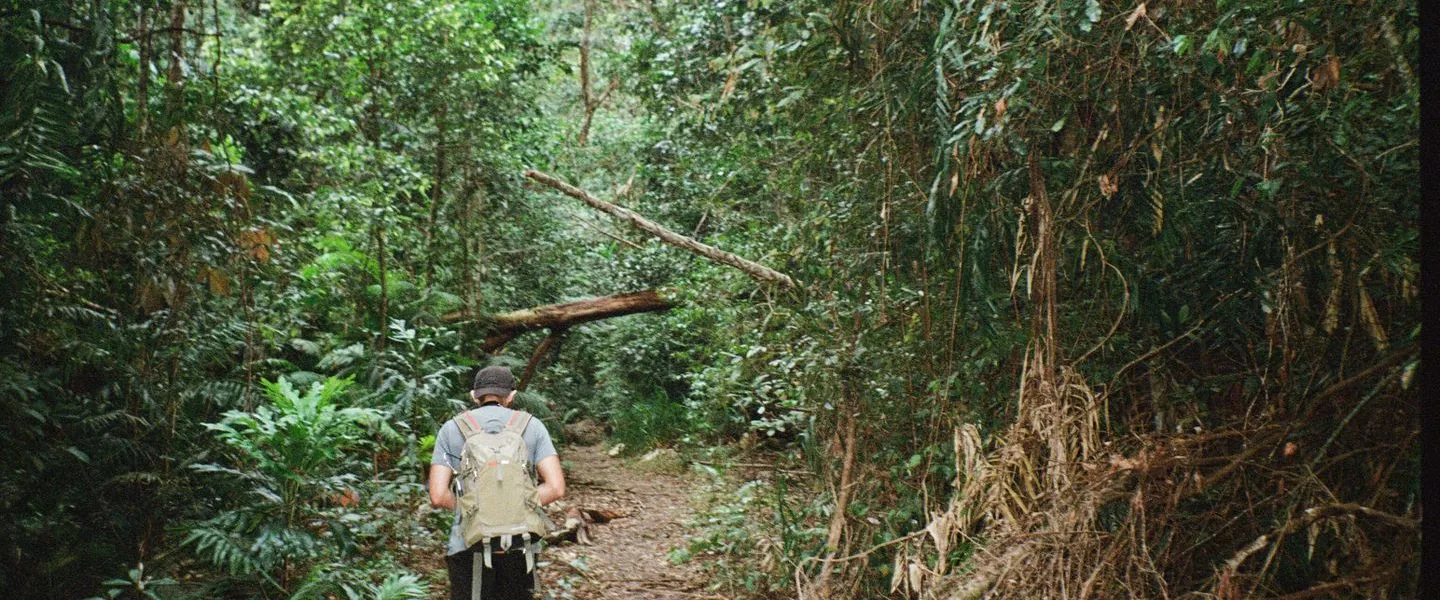 Dense green rainforest trail in Cairns, Queensland, Australia — tropical tree canopy
