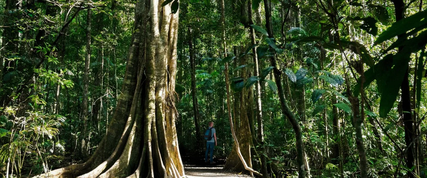 Sunlit forest pathway surrounded by towering trees in Queensland, Australia — tropical greenery