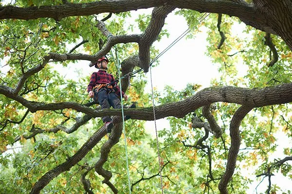 Tree Health & Maintenance Advice